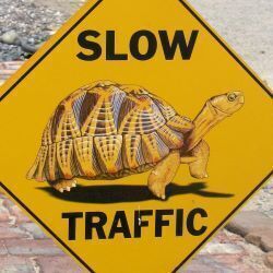 Slow turtle