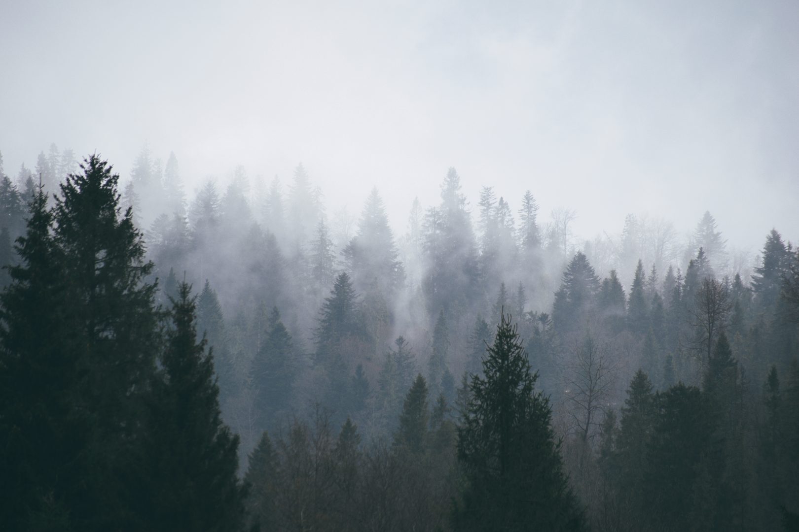 Evergreen trees on a forested hillside partially obscured by thick fog beneath a gray sky.