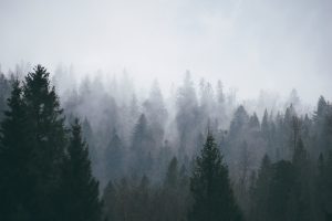 Evergreen trees on a forested hillside partially obscured by thick fog beneath a gray sky.